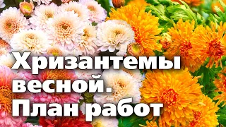 Кустовые хризантемы весной . Уход, размножение