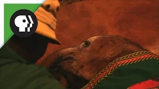 Bedtime at the Elephant Orphanage
