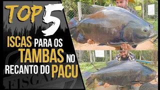 TOP 5 - ISCAS PARA OS TAMBAS NO RECANTO DO PACU