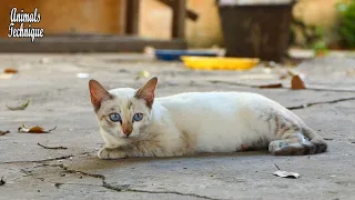 So beautiful blue eyes timid kitten on the street