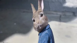 Boulevard of Broken Dreams || Green Day || Peter rabbit 2