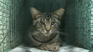 Cat Crazed | Cat Documentary | Animal TV Shows | Untamed