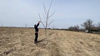 Обрізка горіха з 1 до 4 річного дерева.