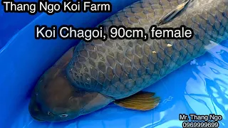 Chagoi 90cm, female, super body and quality. Sale off 40% #koi #chagoi