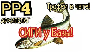 РР4. Сиг Черный и Вуоксинский у базы на Ладожском Архипелаге. Много трофеев в чате!