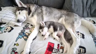 Husky Puppy and Dad's First Nap Ever!