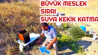 ARININ SUYUNA KEKİK KATIN KEKİN ARI ÜZERİNDEKİ FAYDASI MESLEK SIRRI !!! NE FAYDA