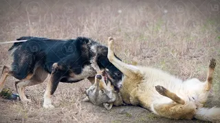 Can a Guard Dog Fight a Wolf? #shorts