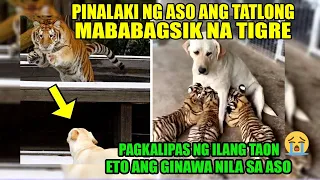 INALAGAAN AT PINALAKI NG ASO ANG MGA MABABAGSIK NA TIGRE NG LUMAKI SILA AY ETO ANG KANILANG GINANTE