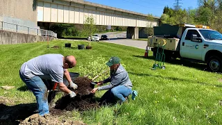 Learn How to Plant a Tree For Earth Day, Arbor Day, or Any Day!