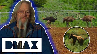 Bears Attack The Brown Family’s New Ostrich Enclosure! | Alaskan Bush People