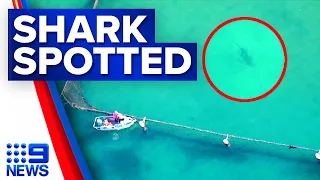 Shark spotted swimming inside netted pool at Manly beach, Sydney | 9 News Australia
