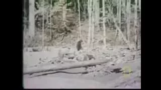 Roger Patterson and Robert Gimlin Bigfoot Footage