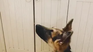 Singing  German shepherd puppy