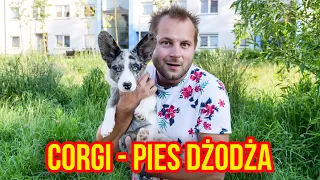 CIEKAWOSTKI O HODOWLI CORGI W DOMU