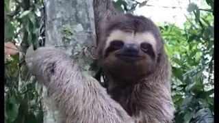 Sloth waves and smiles to man that helps him cross the street