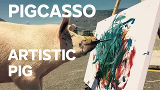 Pigcasso: the painter pig | Can animals be creative and make art?
