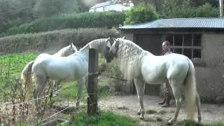 Jonathan Marshalls horses meeting each other for the first time