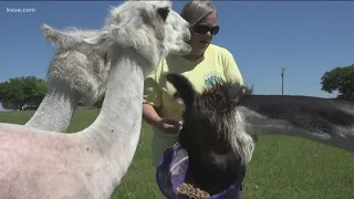 Llama antibodies could help in COVID-19 fight | KVUE