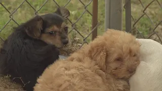 More than 30 dogs from Putnam County hoarding case adopted and going to new homes