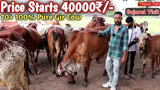 70 Gir Cow Lot Price Starts 40000₹/- || Pure Breed Bhavnagar & Junagarh Line || Gujarat Visit Videos