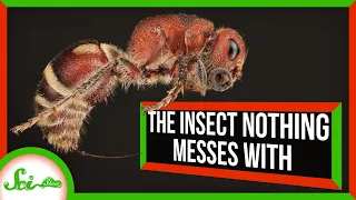 The Insect Nothing Messes With: Meet the Velvet Ant