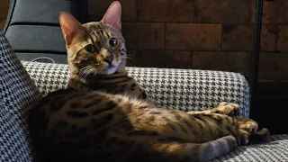 Серьезный кот Федя смотрит ТВ
