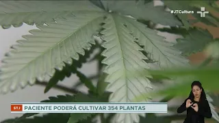 STJ autoriza o cultivo de cannabis para paciente portador de ansiedade