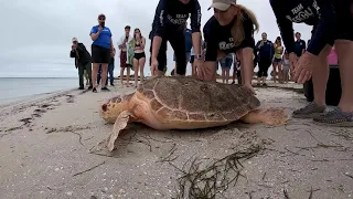 Wiley the Loggerhead Sea Turtle - Rescue, Rehab & Release!