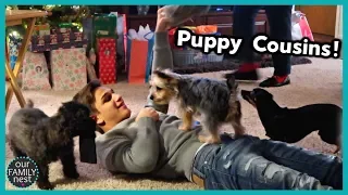CHRISTMAS PRESENTS & PUPPIES - Part 2 Christmas Day