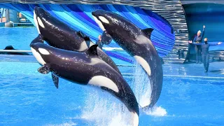 Killer Whale Show