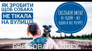 Як зробити так щоб ягдтер'єр, або інші собаки не тікали від вас на вулиці без повідка?