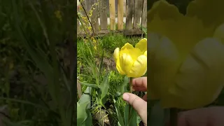 Тюльпан жовтий