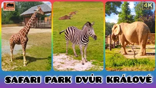 Prohlídka Safari Parku Dvůr Králové