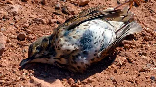 La historia del pájaro que le reclamó a Dios