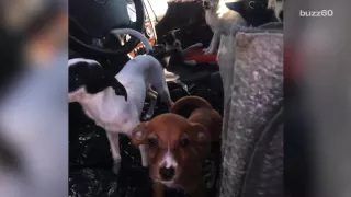 Police Find 22 Dogs Living in Filthy Car in the Middle of Summer