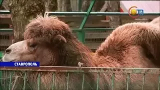 В зоопарке Ставрополя родилась верблюдица