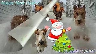 Happy New Year 2018 yellow dog!  2018 С Новым годом! Петух и Фокстерьер