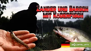 Abendlicher Ansitz auf Zander und Barsch mit Köderfisch” - #zander #perch