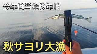 今年の東京湾サヨリは当たり年!?浦安釣法でまさかの一投目でサヨリが！使った仕掛けの紹介