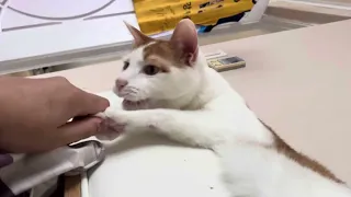 고양이손을 잡고 싶은데!