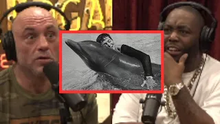 Joe & Killer Mike On Dolphins Getting Jerked Off In CRAZY Experiment | Joe Rogan Experience