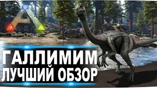 Галлимим (Gallimimus) в АРК. Лучший обзор: приручение, разведение и способности  в ark.