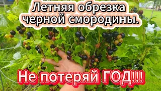 Летняя обрезка черной смородины. Простые приемы обрезки  руками к урожаю. Правильная ШАГ ЗА ШАГОМ.