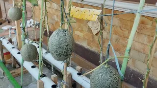 Simple melon hydroponics with the DFT system using PVC pipes || Hydroponic farming at home