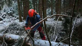 Chainsaw Husqvarna 560 XP Complete cut of the fallen trees in the Herwart storm