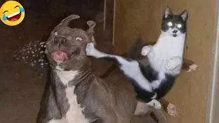 CATS vs DOGS 🐱🐶 Funniest Dogs And Cats Videos 2023🤣 FUNNY ANIMALS VIDEOS