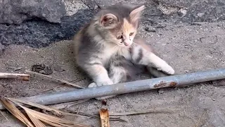 Kitten Cuddle Explosion!