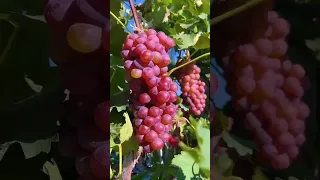 The grapes are ripe and ready to be picked. This is my favorite fruit.