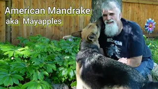 American Mandrake. Mayapple. TOXIC! But Edible Fruit?